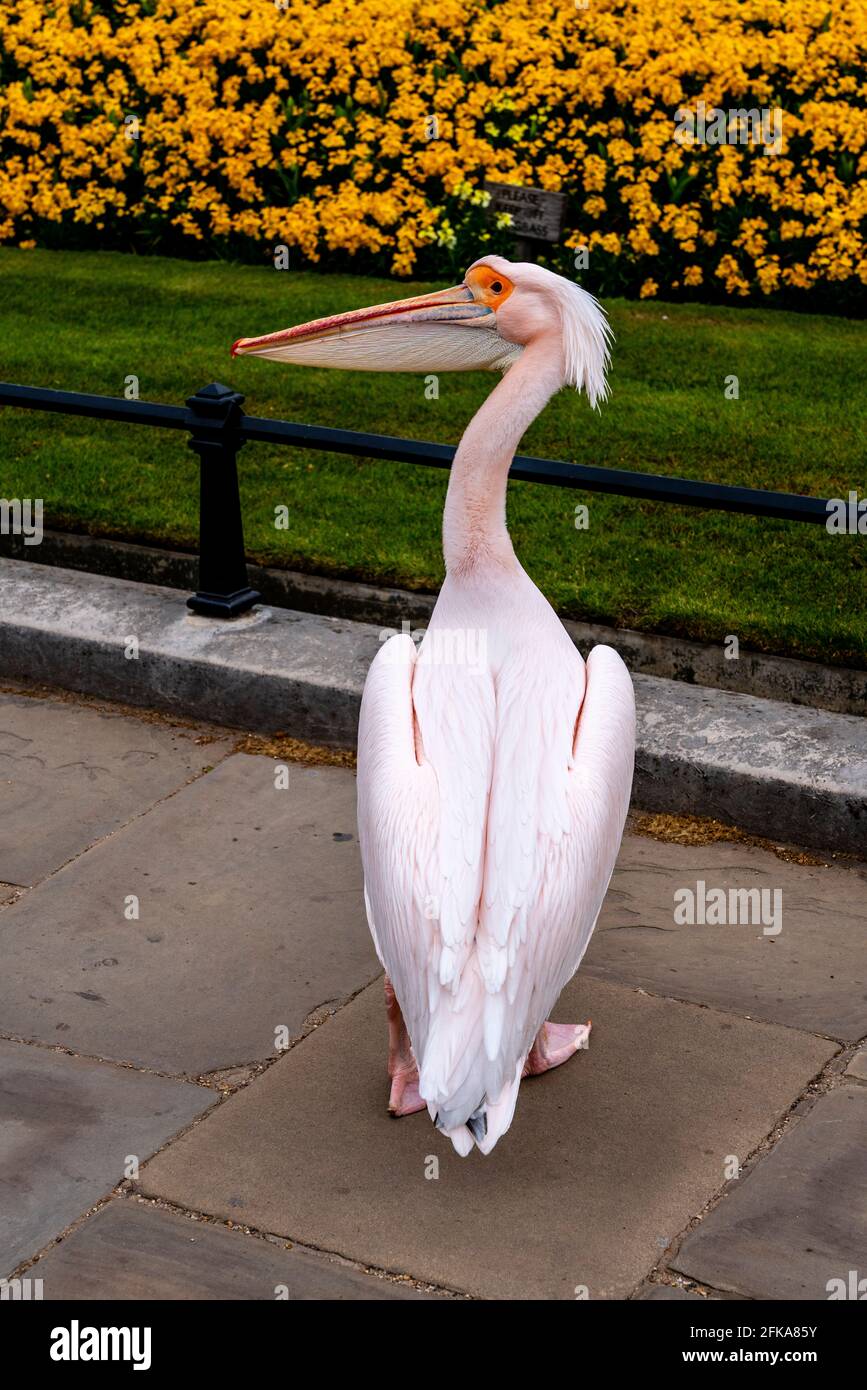 Un Pelican al St James's Park, Londra, Regno Unito. Foto Stock