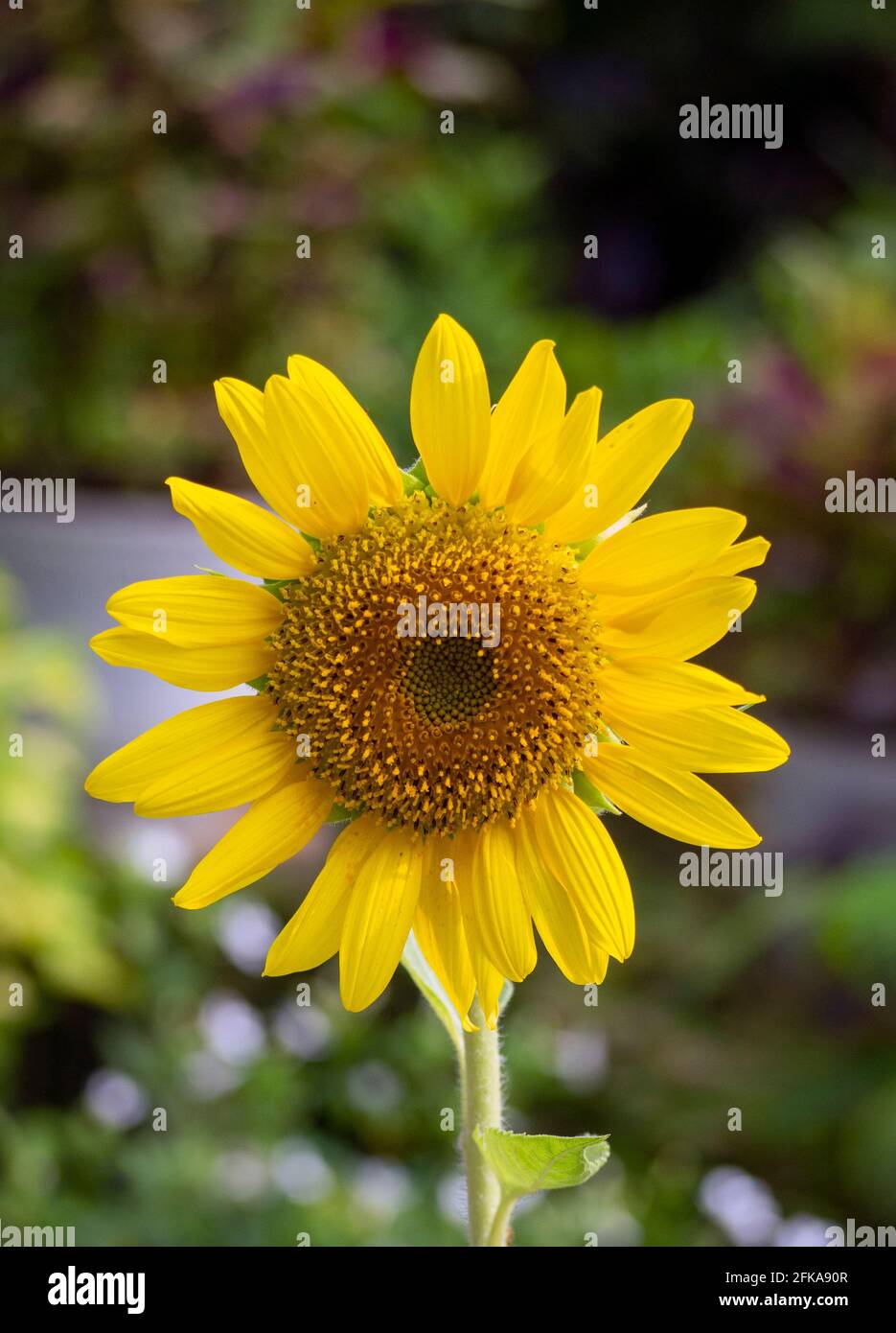 Primo piano fiore giallo sole Foto Stock