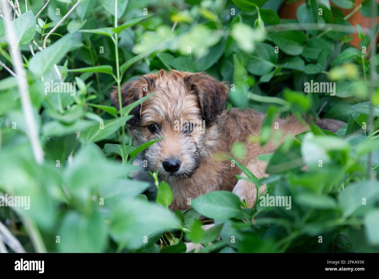cucciolo di razza mista di 8 settimane adagiato in mezzo al giardino. Foto Stock