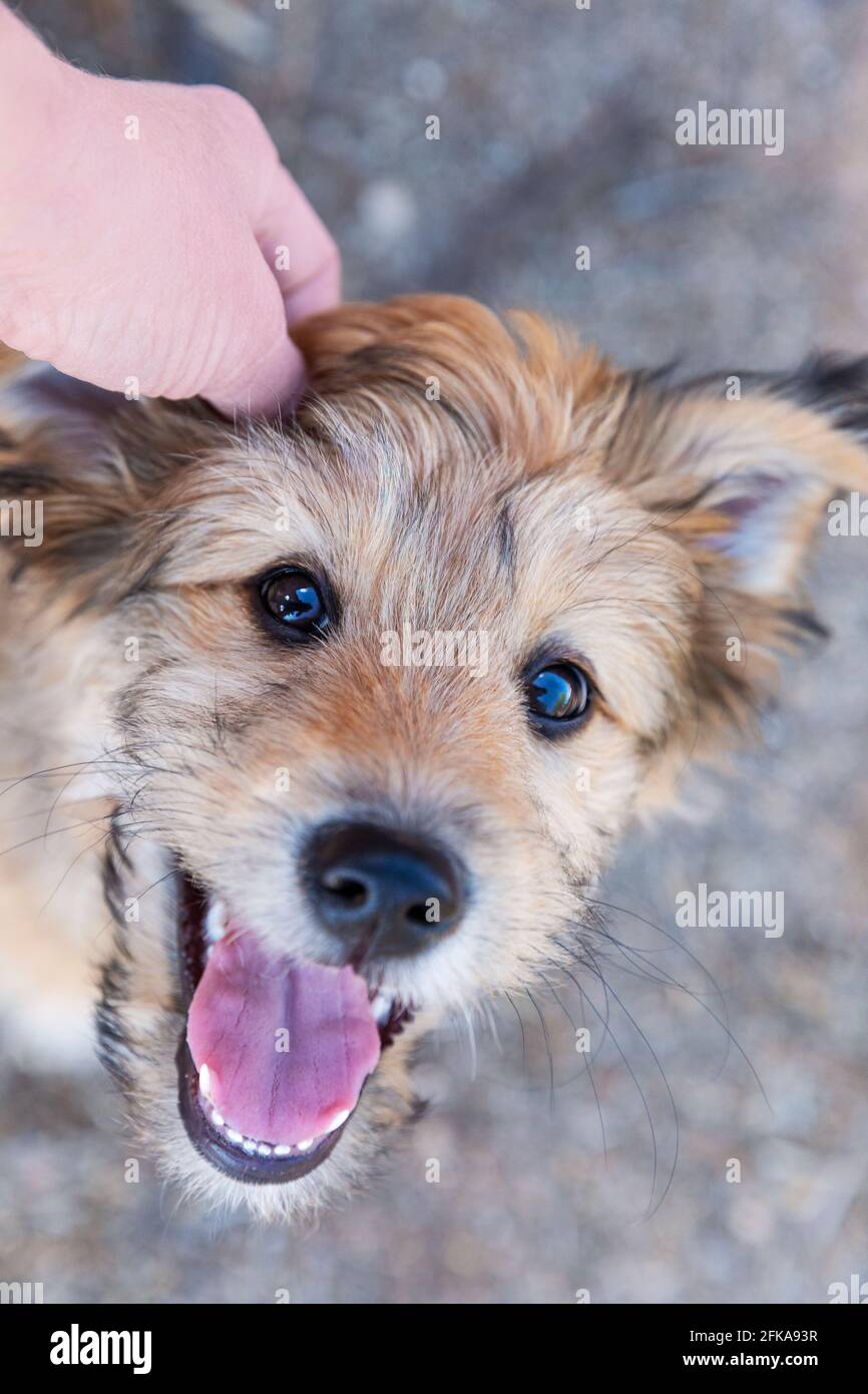 Cucciolo che ottiene un sfregamento dell'orecchio Foto Stock