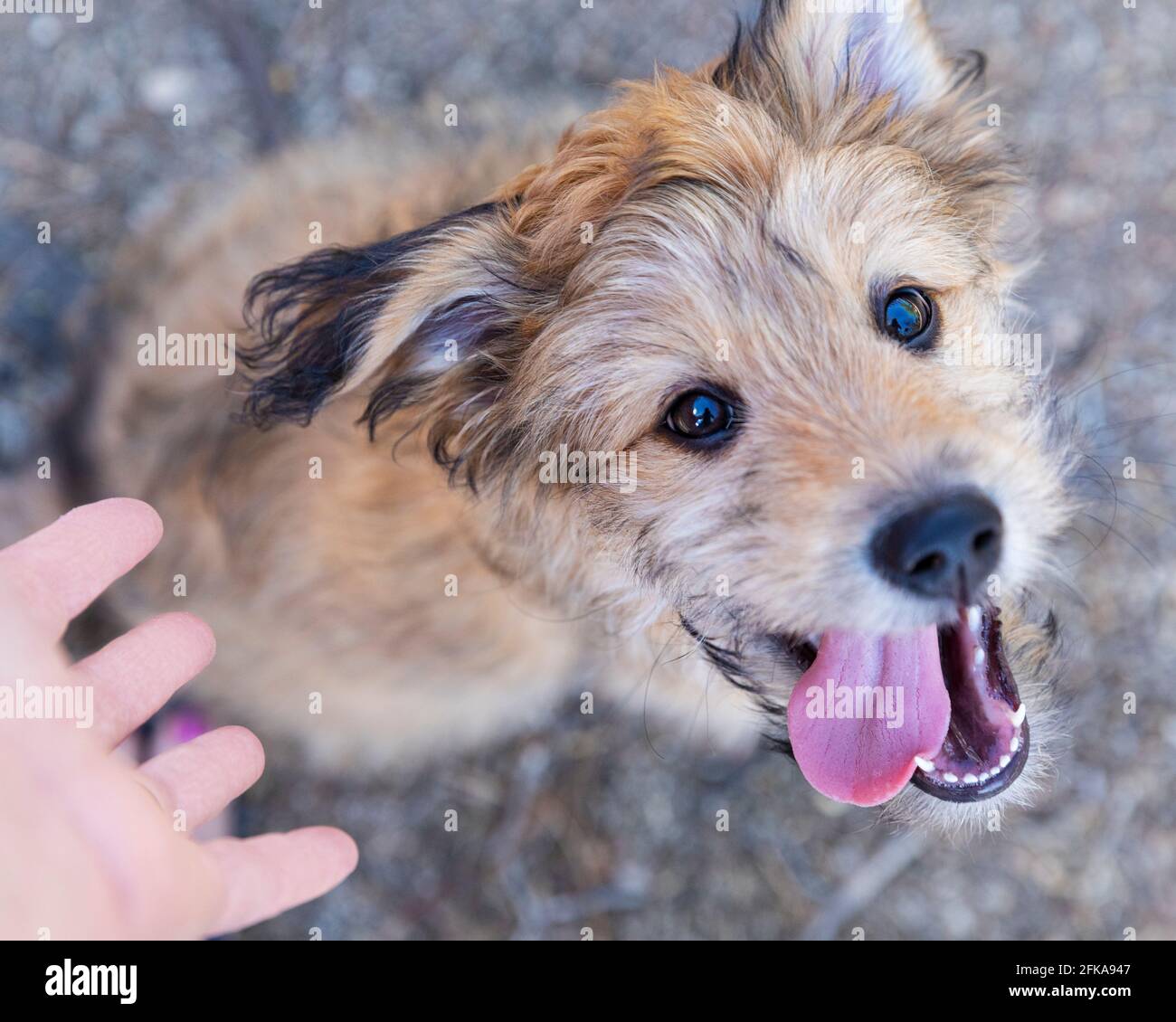 Felice misto poodle razza cucciolo, 9 settimane di età, guardando la macchina fotografica con lingua che pende fuori. Foto Stock