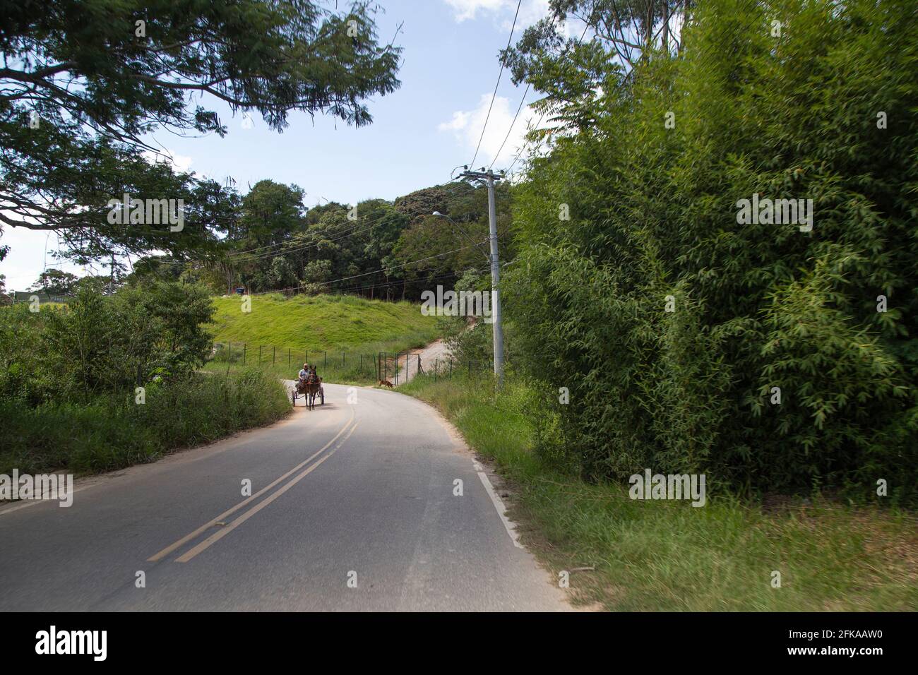 Piccola strada con due corsie. Un cavallo sullo sfondo e una vegetazione verde. Foto Stock