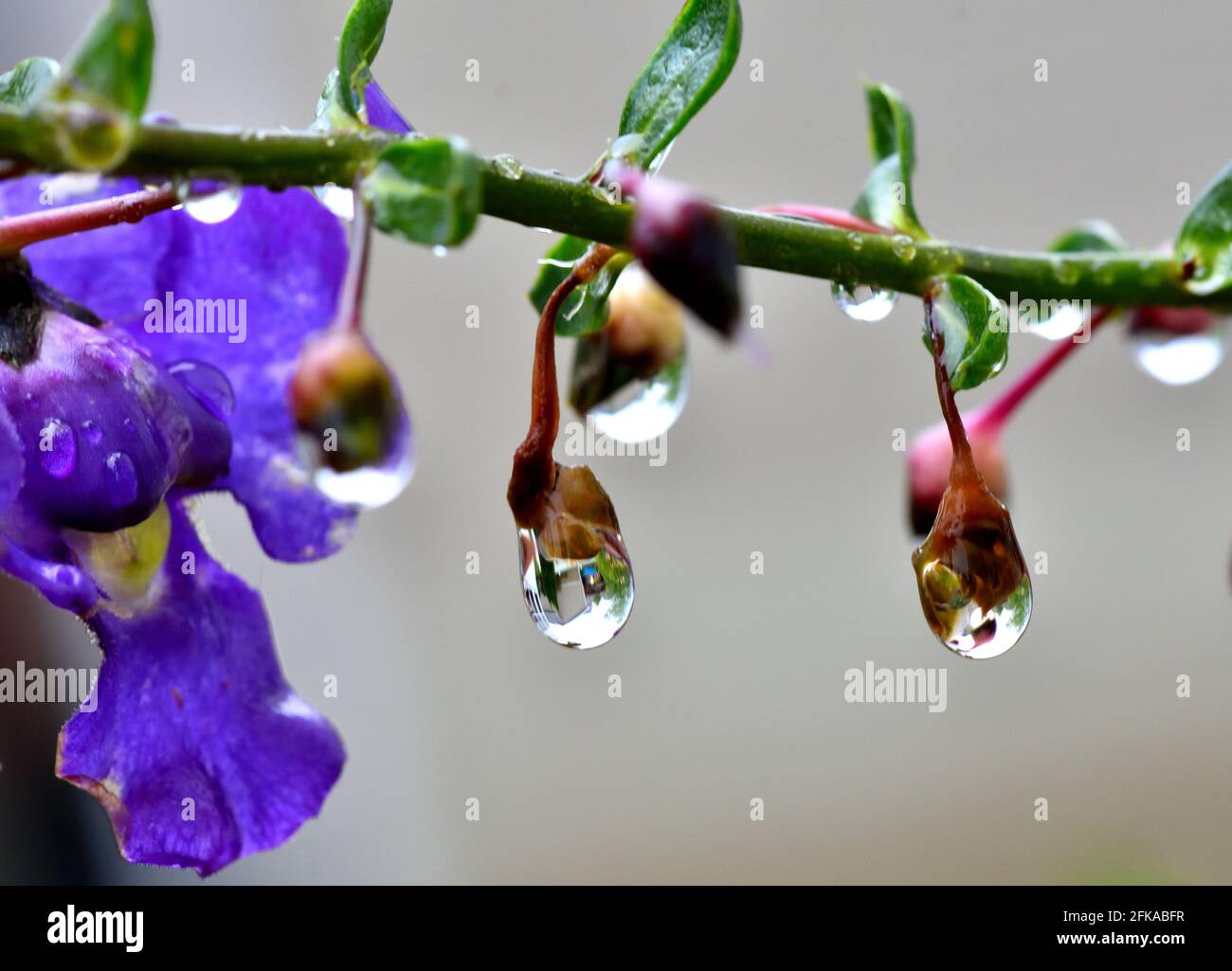 Gocce d'acqua appese a un'Angelonia viola Foto Stock
