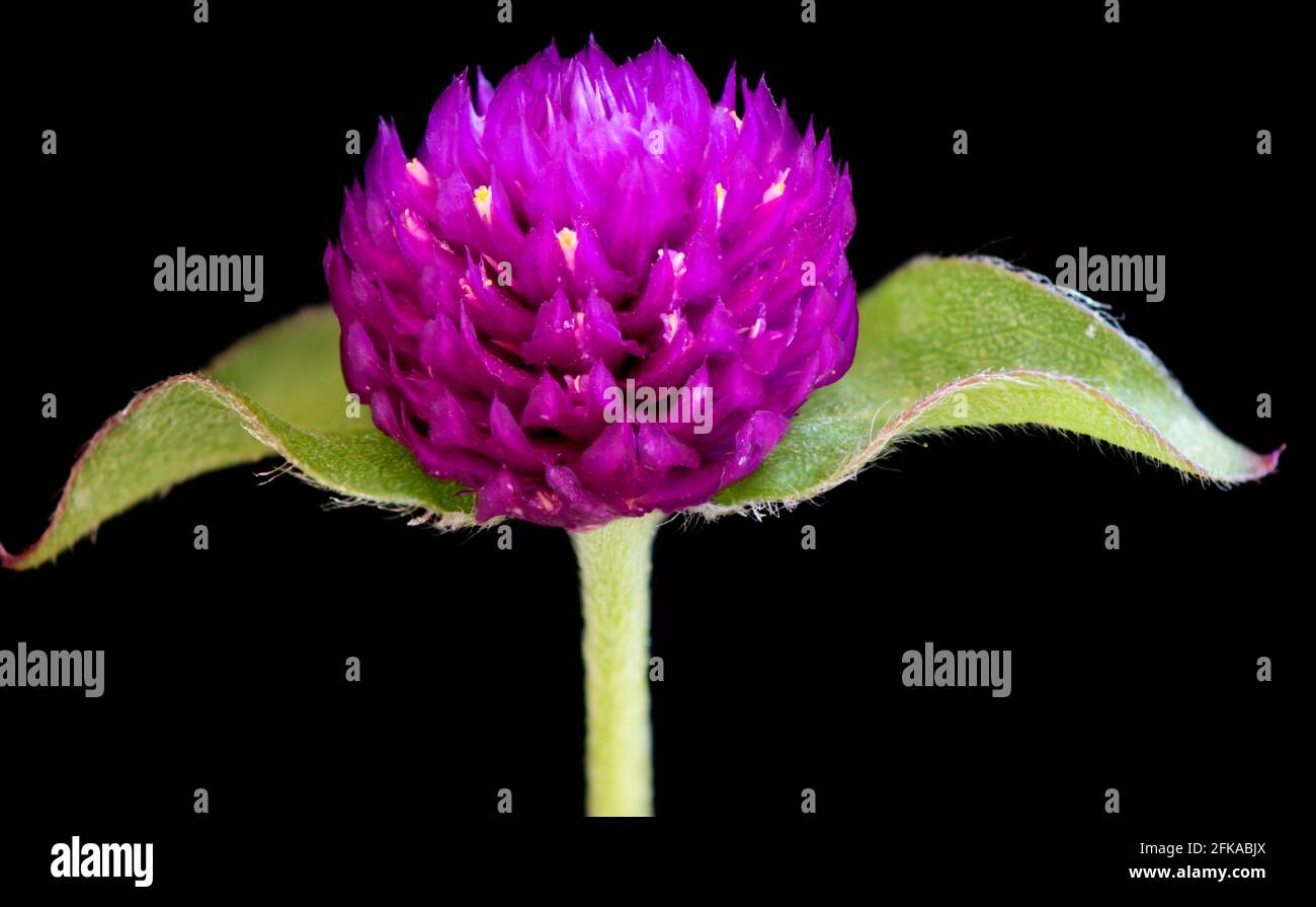 Primo piano di un singolo Globe Amaranth fiore viola isolato su uno sfondo nero utilizzando la tecnica di messa a fuoco Foto Stock