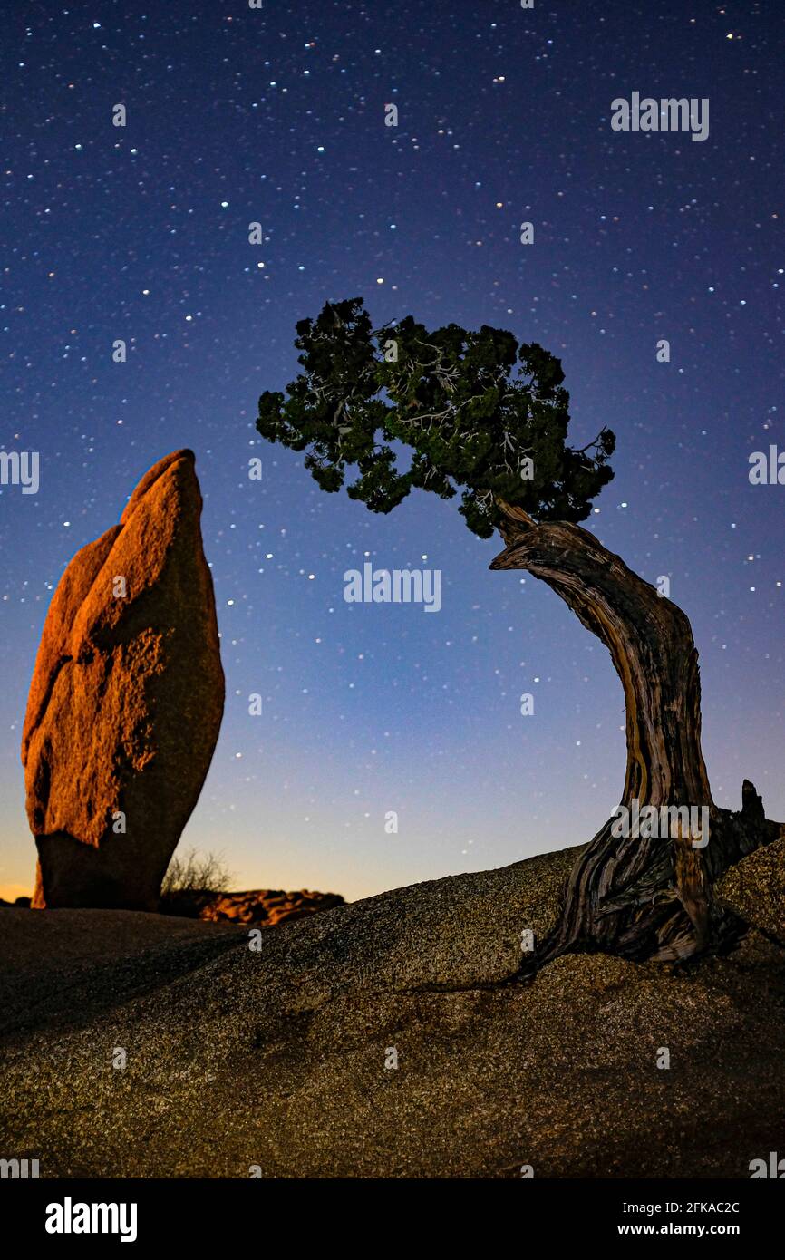 California, Stati Uniti. 25 Gennaio 2016. I tramonti in una posizione icona con un albero solista e un astratto audace nel Parco Nazionale di Joshua. Credit: Chris Rusanowsky/ZUMA Wire/Alamy Live News Foto Stock