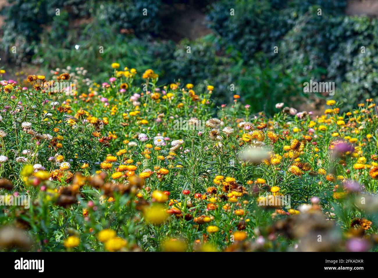 Xerochrysum bracteatum fiori campi fioriscono brillantemente su una collina in una soleggiata mattina estiva. Il fiore simboleggia l'amore eterno, Foto Stock