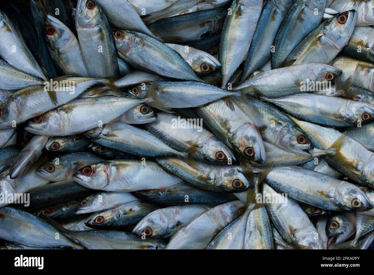 Vista superiore della collezione di pesci di sgombro indiano. Foto Stock