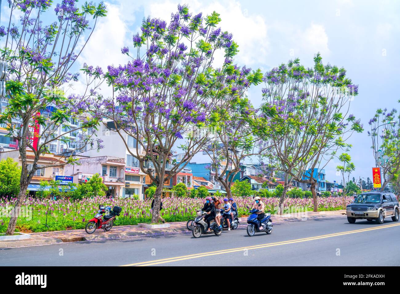 Gli alberi di fiori di Jacaranda fioriscono brillantemente sull'angolo della strada segnalando il cambiamento di stagione piovoso nella città dei fiori dell'altopiano di Dalat, Vietnam Foto Stock