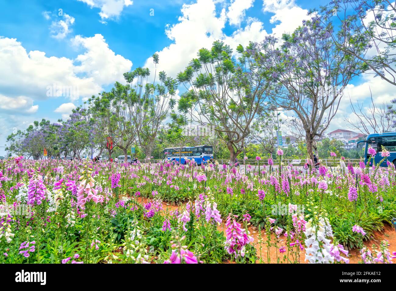 I fiori di foxglove che fioriscono nel giardino del parco cittadino attraggono i turisti a visitare e scattare foto la mattina estiva a da Lat, in Vietnam. Foto Stock