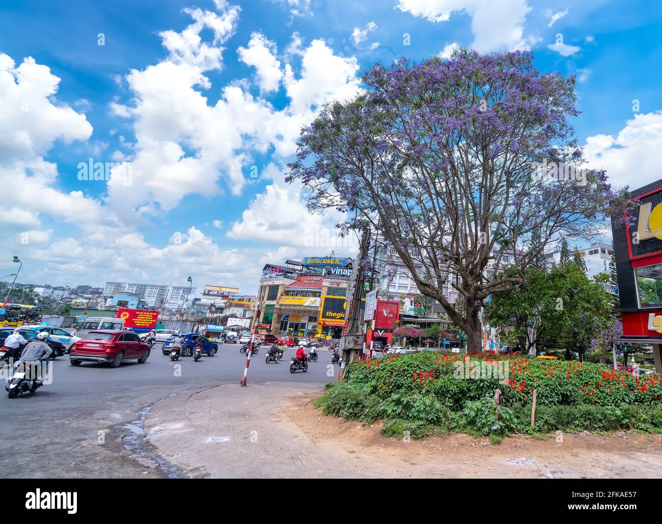 Gli alberi di fiori di Jacaranda fioriscono brillantemente sull'angolo della strada segnalando il cambiamento di stagione piovoso nella città dei fiori dell'altopiano di Dalat, Vietnam Foto Stock