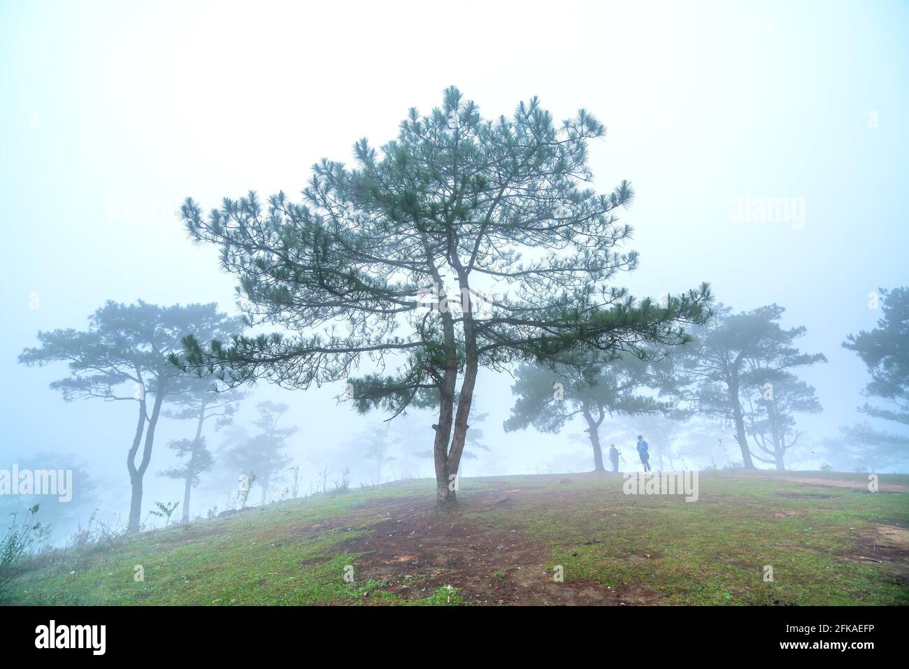 La scena della pineta sulla collina coperta con la nebbia di mattina è molto misterioso ma bello e pacifico Negli altopiani del Vietnam Foto Stock