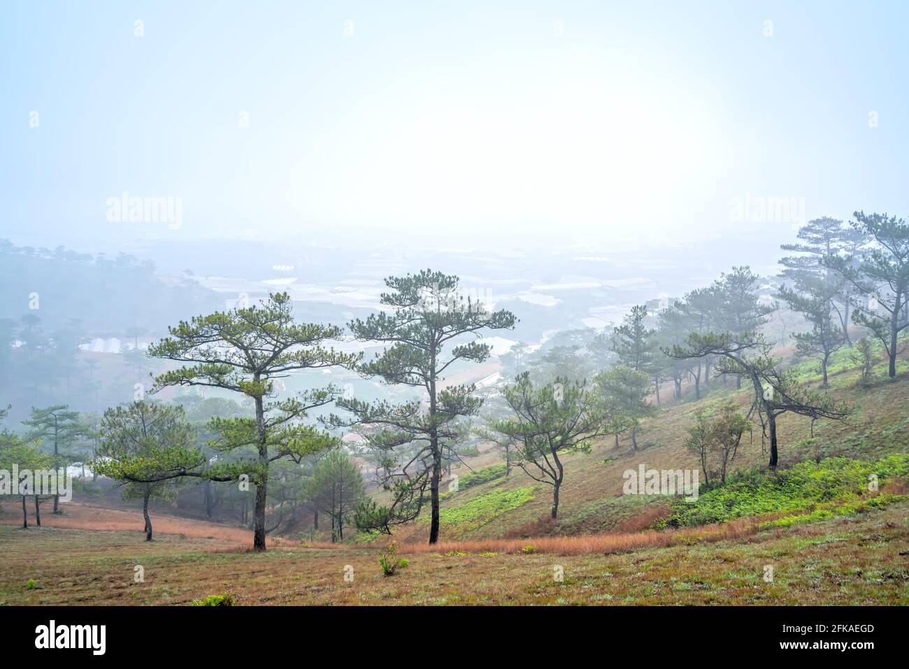 La scena della pineta sulla collina coperta con la nebbia di mattina è molto misterioso ma bello e pacifico Negli altopiani del Vietnam Foto Stock
