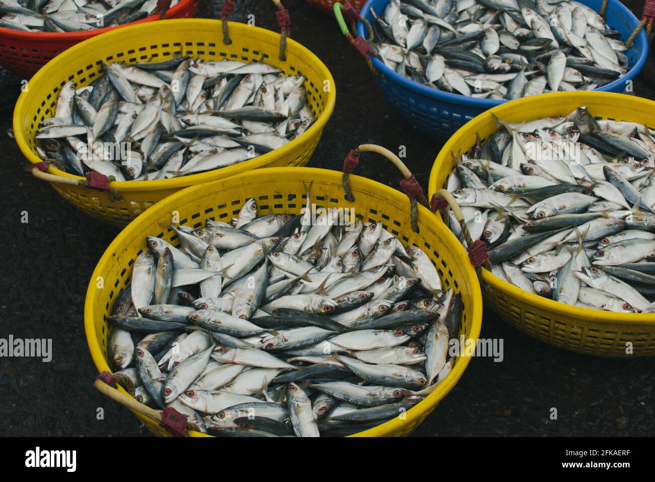 Raccolta di sgombri indiani in contenitori di pesce in vendita sul mercato. Foto Stock