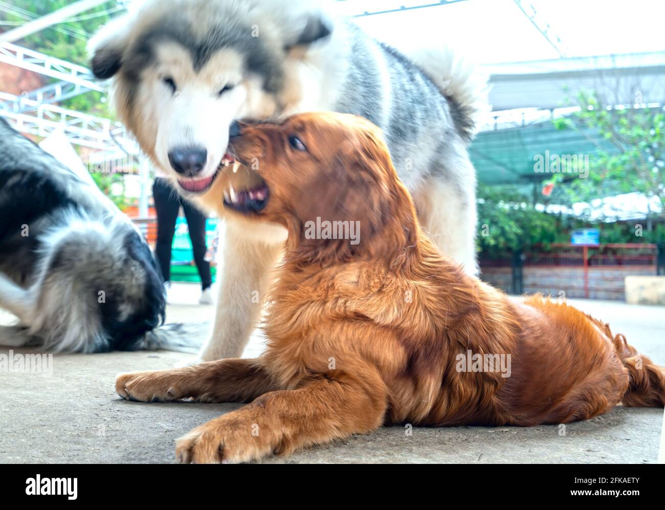 I cani giocano tra loro nella fattoria dei cuccioli. Sono molto amichevoli ed eccessivamente buoni dovrebbero scegliere come animali domestici nella vostra sede vicino ai bambini Foto Stock