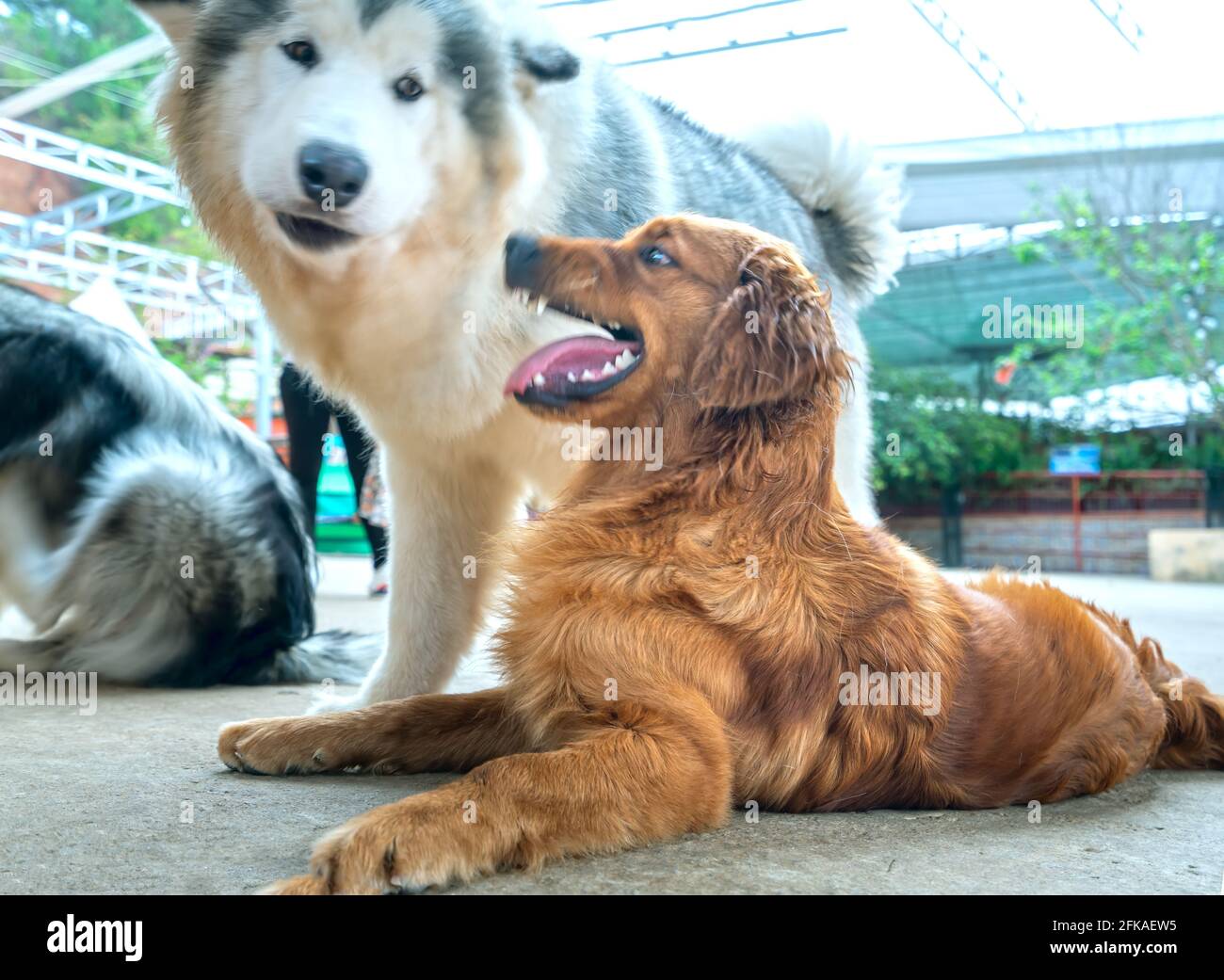 I cani giocano tra loro nella fattoria dei cuccioli. Sono molto amichevoli ed eccessivamente buoni dovrebbero scegliere come animali domestici nella vostra sede vicino ai bambini Foto Stock