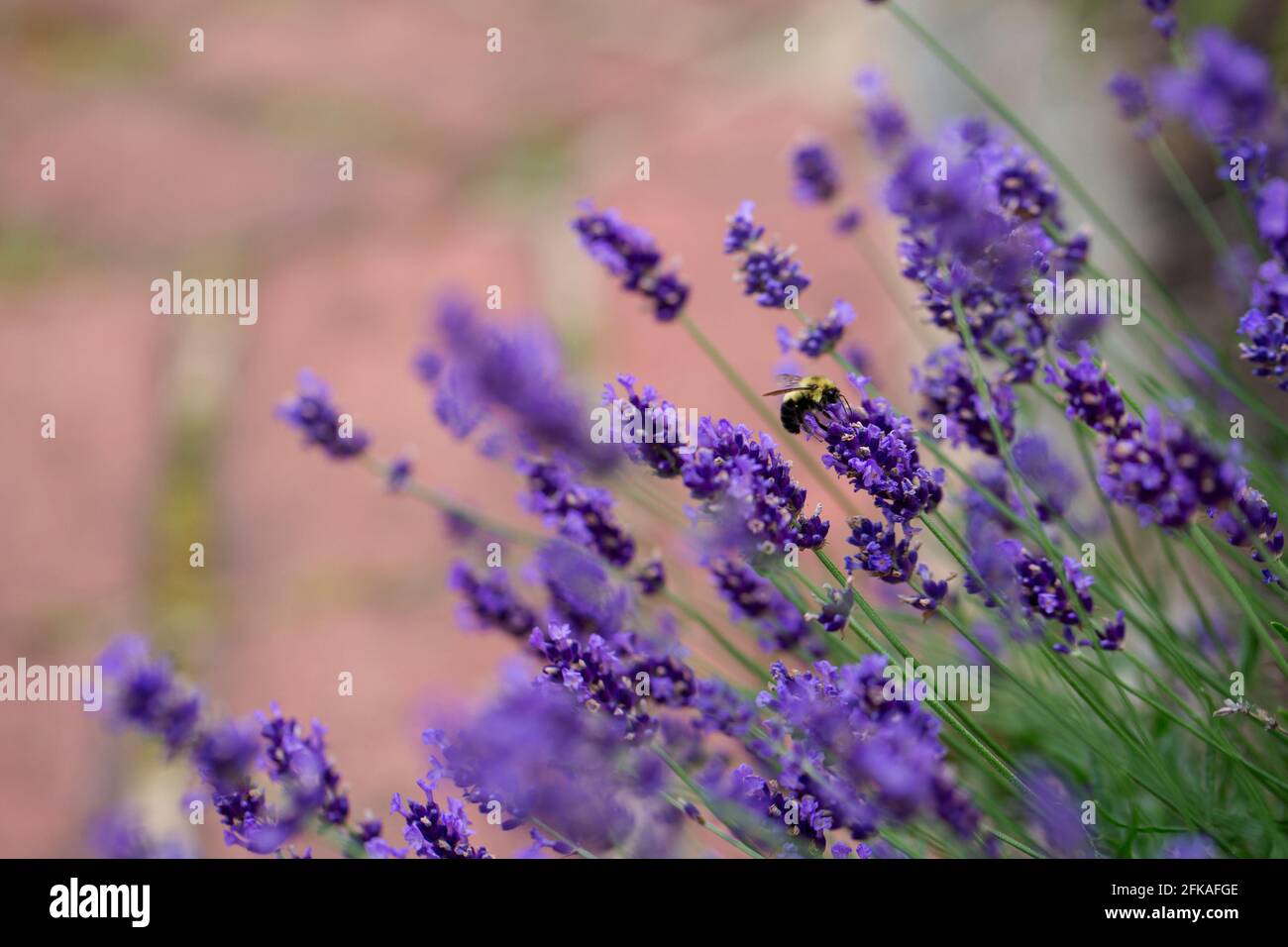 Ape su pianta di lavanda viola scuro Foto Stock