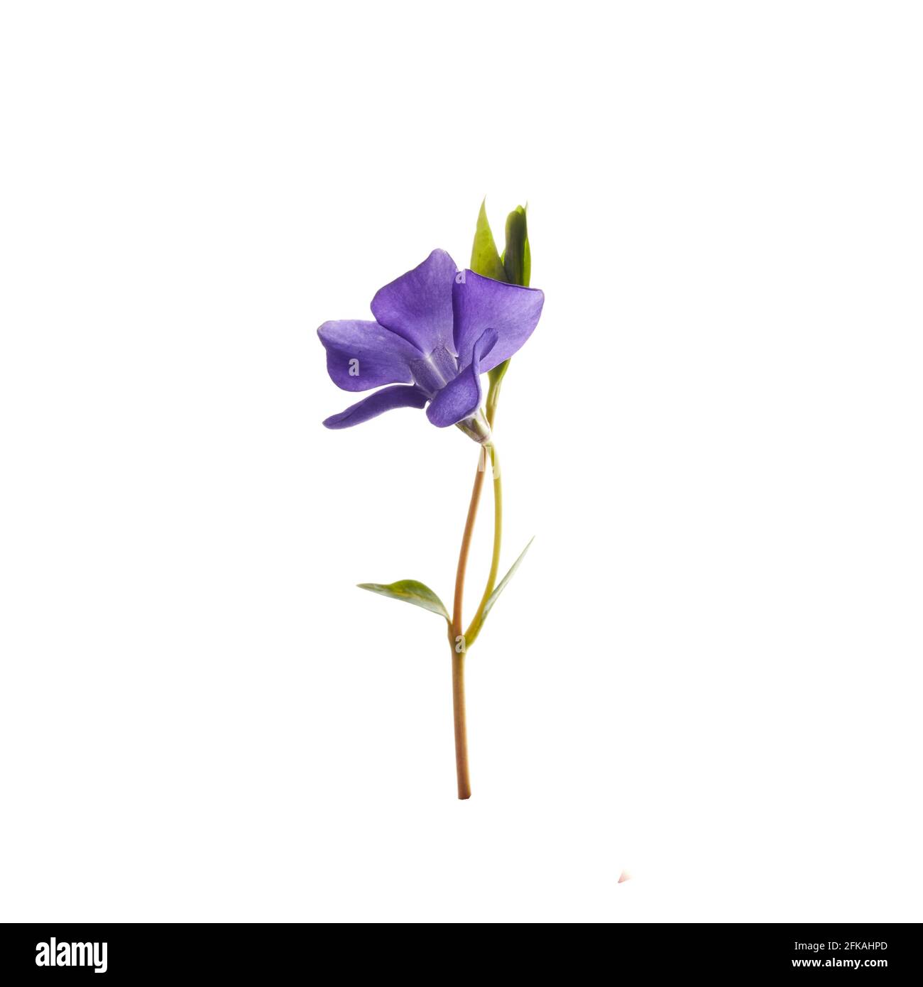 Porpora Campana fiore isolato su sfondo bianco. Foto Stock