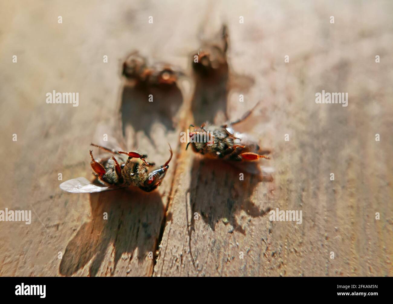 gruppo di api che sono morte per avvelenamento ambientale Foto Stock