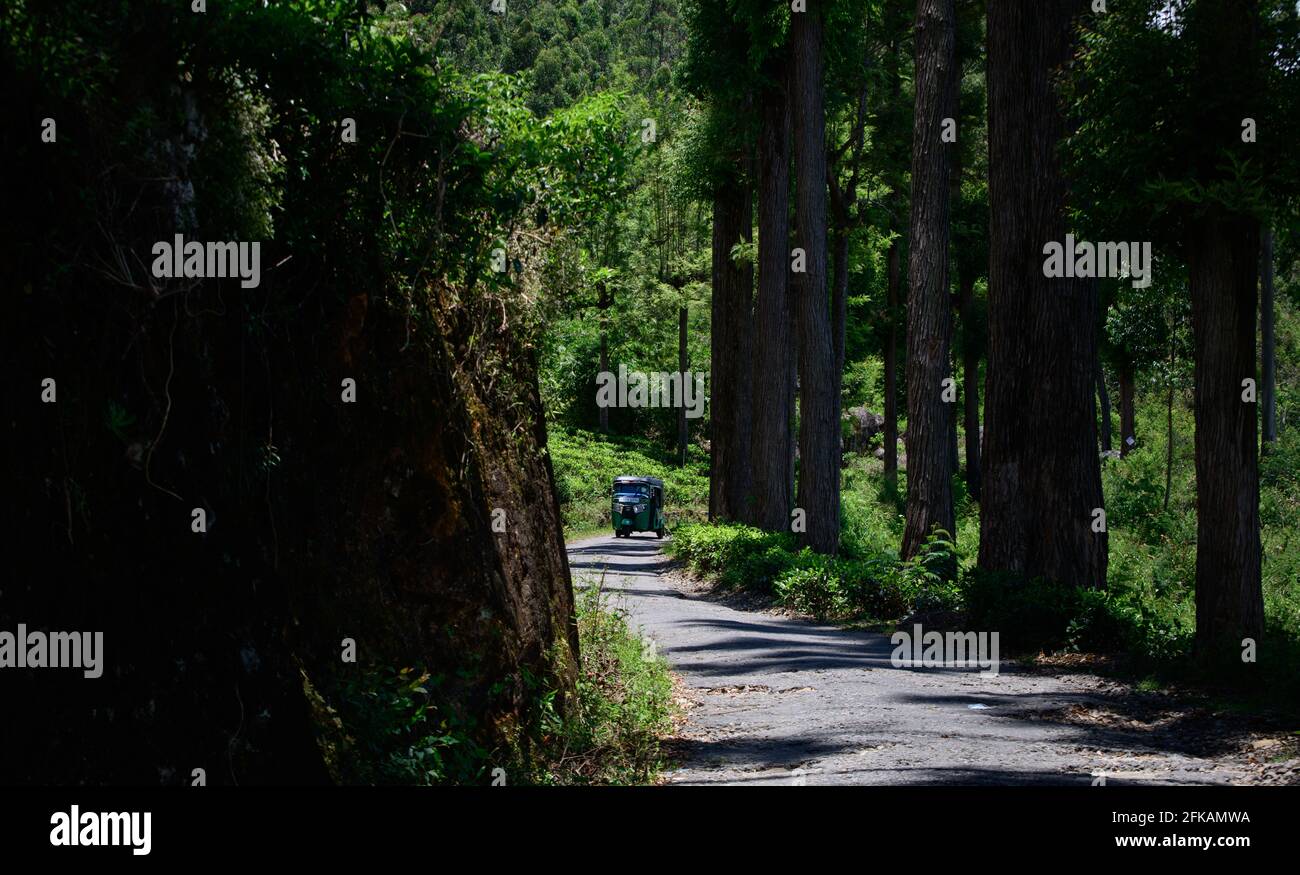Alberi alti e strada di montagna, proprietà di alberi e vegetazione tropicale in Haputale, Sri Lanka. Foto Stock