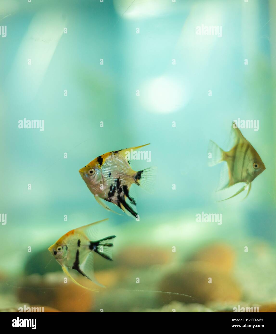 Set di pesci angelo panda che nuotano vicino alla superficie inferiore della vasca di pesce d'acqua dolce. Foto Stock