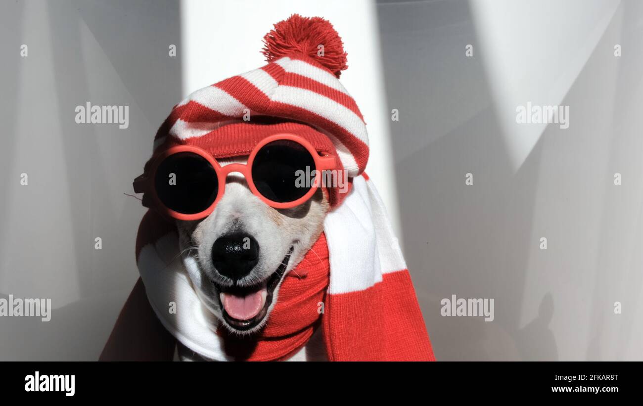 Jack Russel terrier in cappello a righe e sciarpa con occhiali da sole Come Wally pone per la macchina fotografica in camera con raggi solari e. ombre Foto Stock