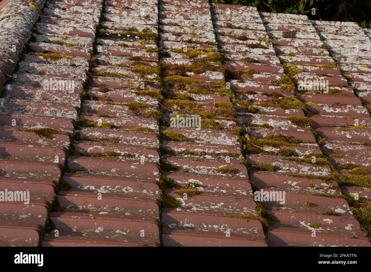 Vecchie tegole con muschio e licheni tema come un programma di educazione ambientale Foto Stock