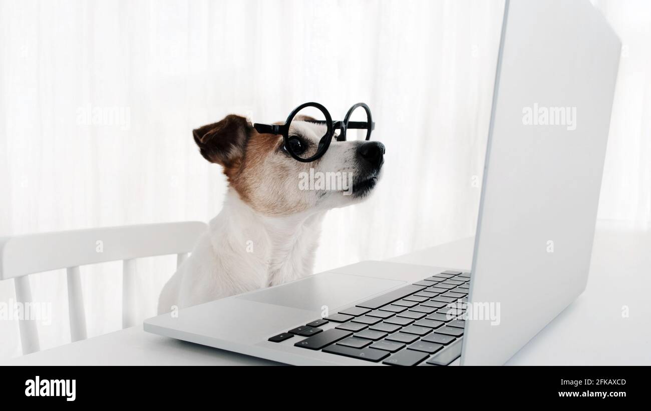 Il cane in occhiali rotondi guarda lo schermo del laptop. Jack russell terrier lavorando su computer bianco sfondo Foto Stock
