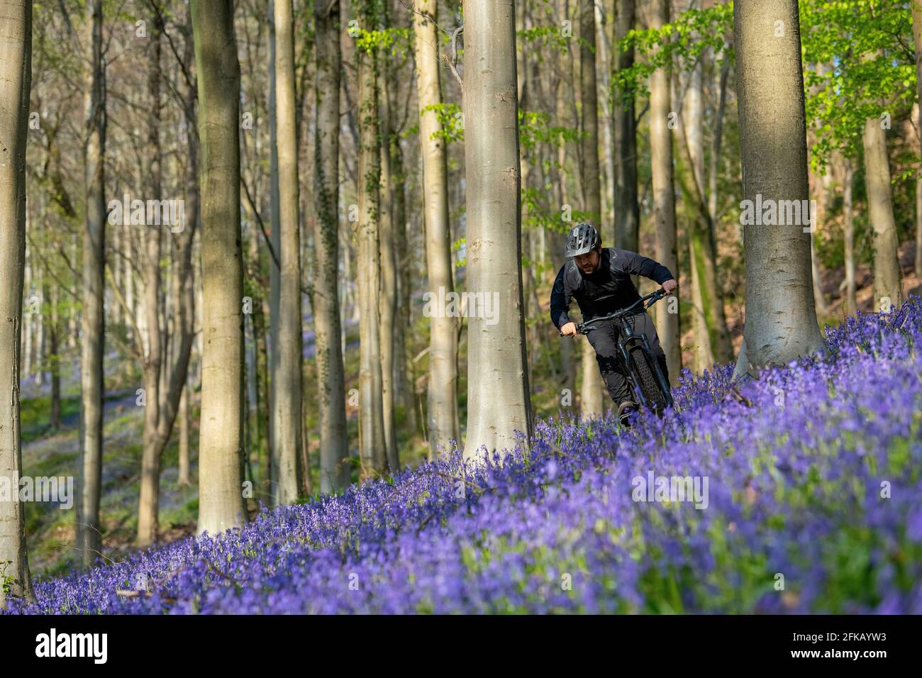 Un uomo guida una mountain bike attraverso un tappeto di bluebells lungo un sentiero nel bosco vicino a Newport nel Galles del Sud. Foto Stock