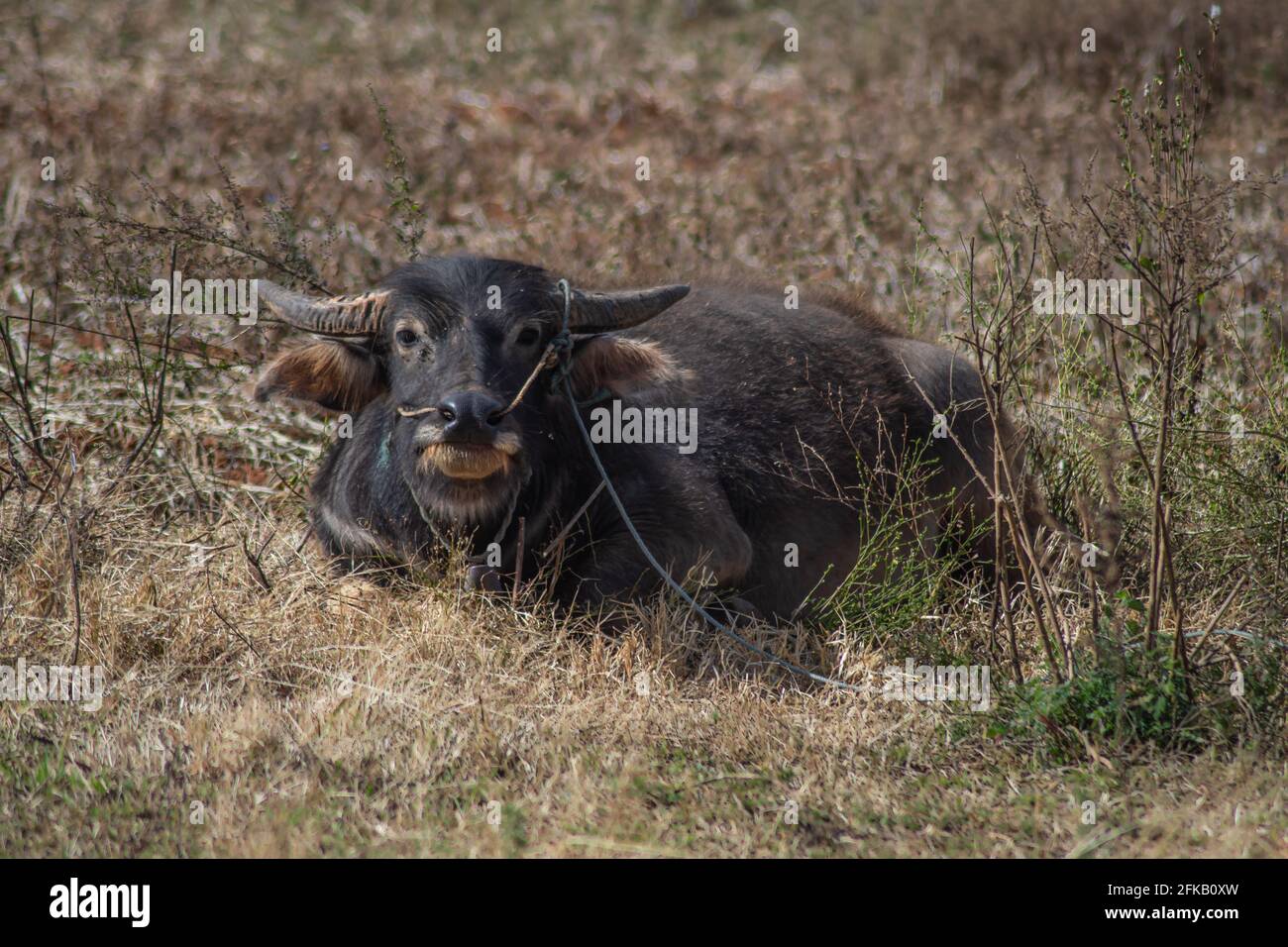 Un grande bufalo birmano con corna si trova nell'erba secca su un terreno agricolo da qualche parte tra Kalaw e Inle Lake, Shan state, Myanmar Foto Stock