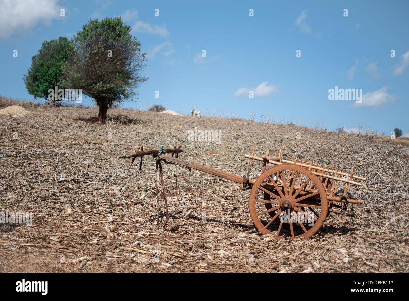 Un bel vecchio carro in legno con due ruote su un campo agricolo rurale tra Kalaw e Lago Inle, shan stato, Myanmar Foto Stock