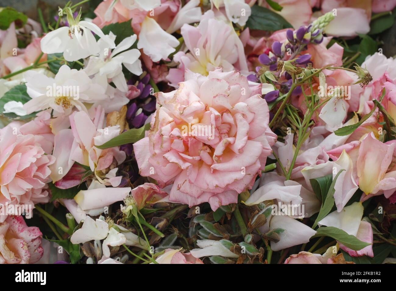 Deadheading rose. Foto Stock