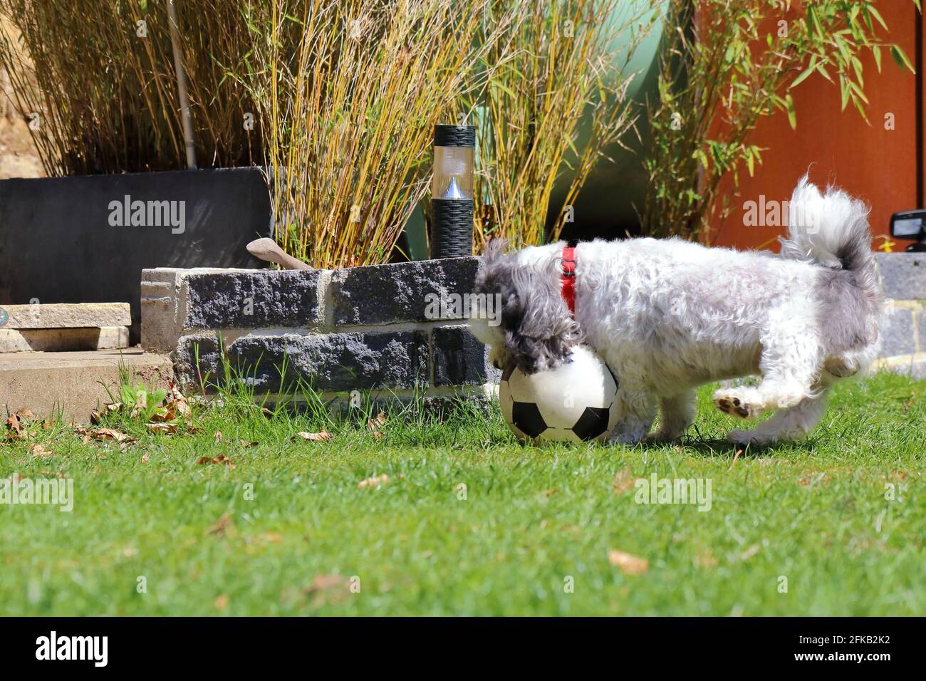 bolonka in giardino sta giocando la palla Foto Stock