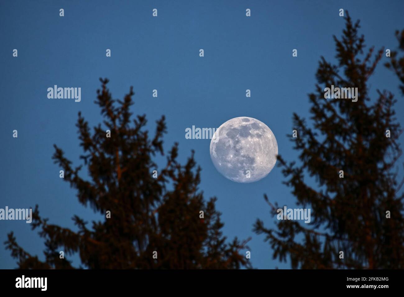 scenice vista della luna dietro ramoscelli e rami a. notte Foto Stock