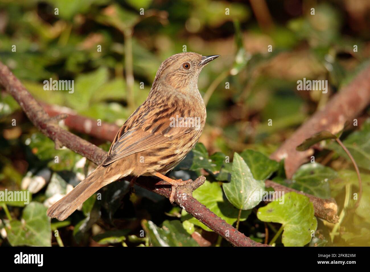 Hedge Sparrow Foto Stock