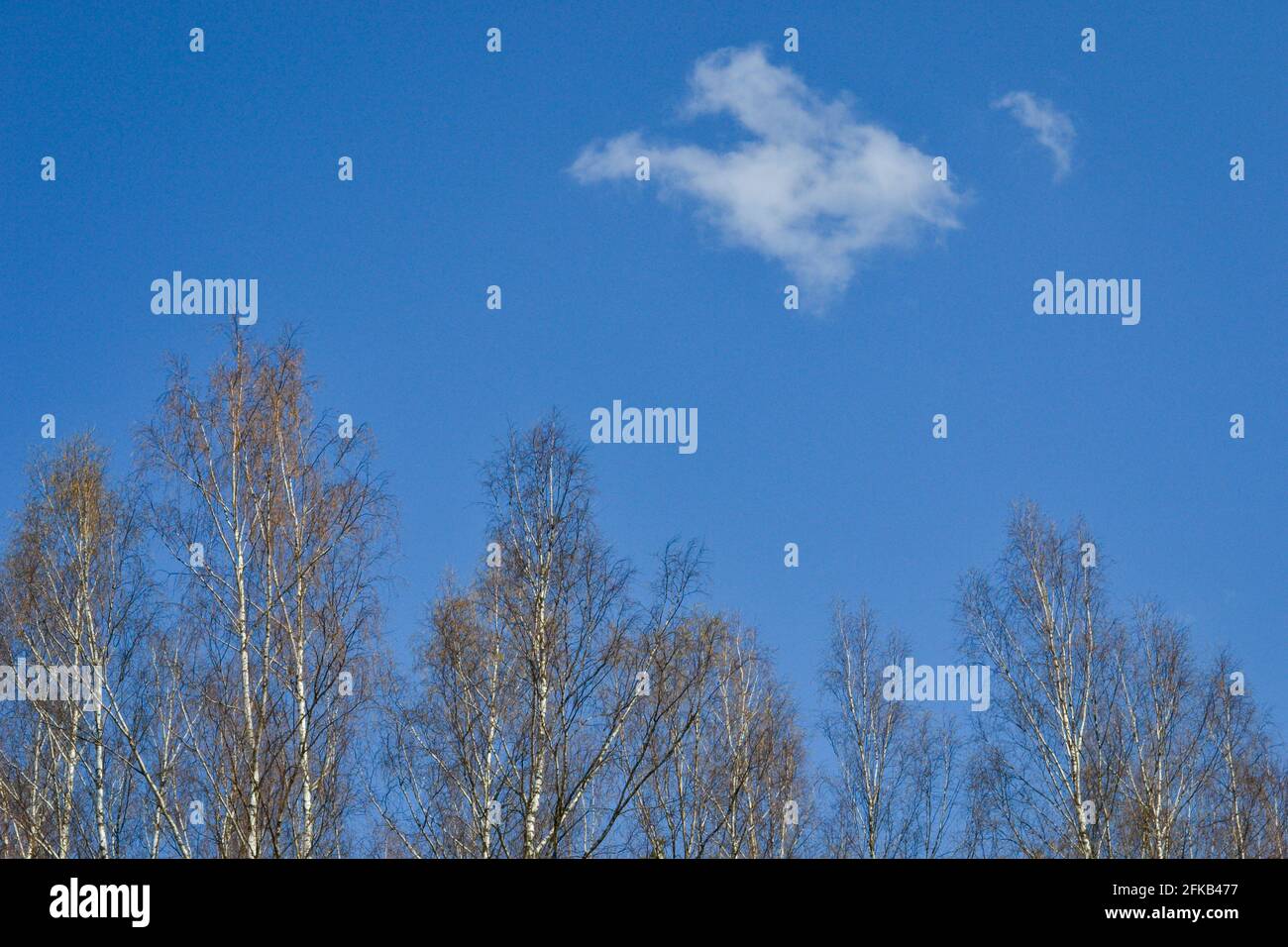 Cielo blu con una nuvola bianca sopra gli alberi di betulla. Fotografia estiva Foto Stock