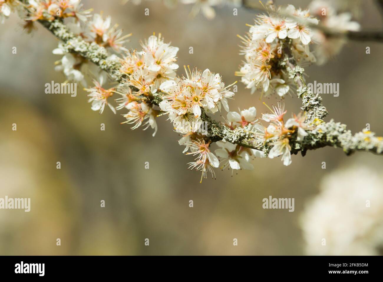 La spina nera o prunus spinosa fiorisce alla fine di aprile un selvaggio Arbusto nativo del Regno Unito e dell'Europa produce sloe bacche a fine autunno Foto Stock