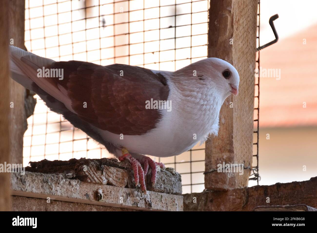 Pigeon in piedi sulla porta aperta del loft in gabbia di legno. Colomba della razza Djulija con ali marroni Foto Stock