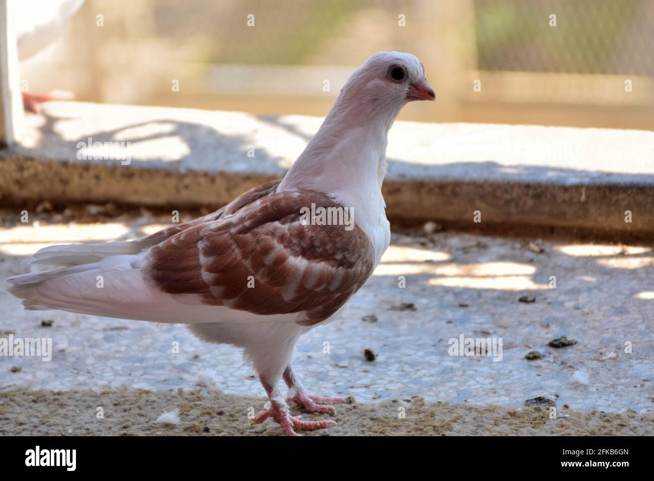 Piccione giovane in piedi sul balcone in una giornata di sole primavera. Colomba della razza Djulija con ali marroni Foto Stock
