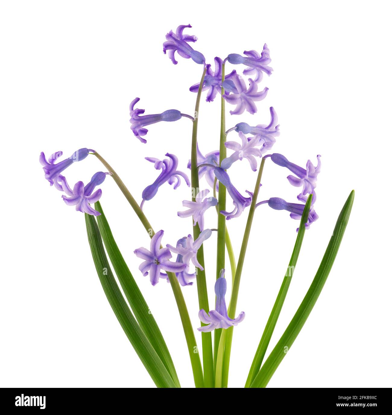 Fiori di giacinto selvatico isolati su sfondo bianco. Iacinthus orientalis.  Bellissimi fiori primaverili Foto stock - Alamy