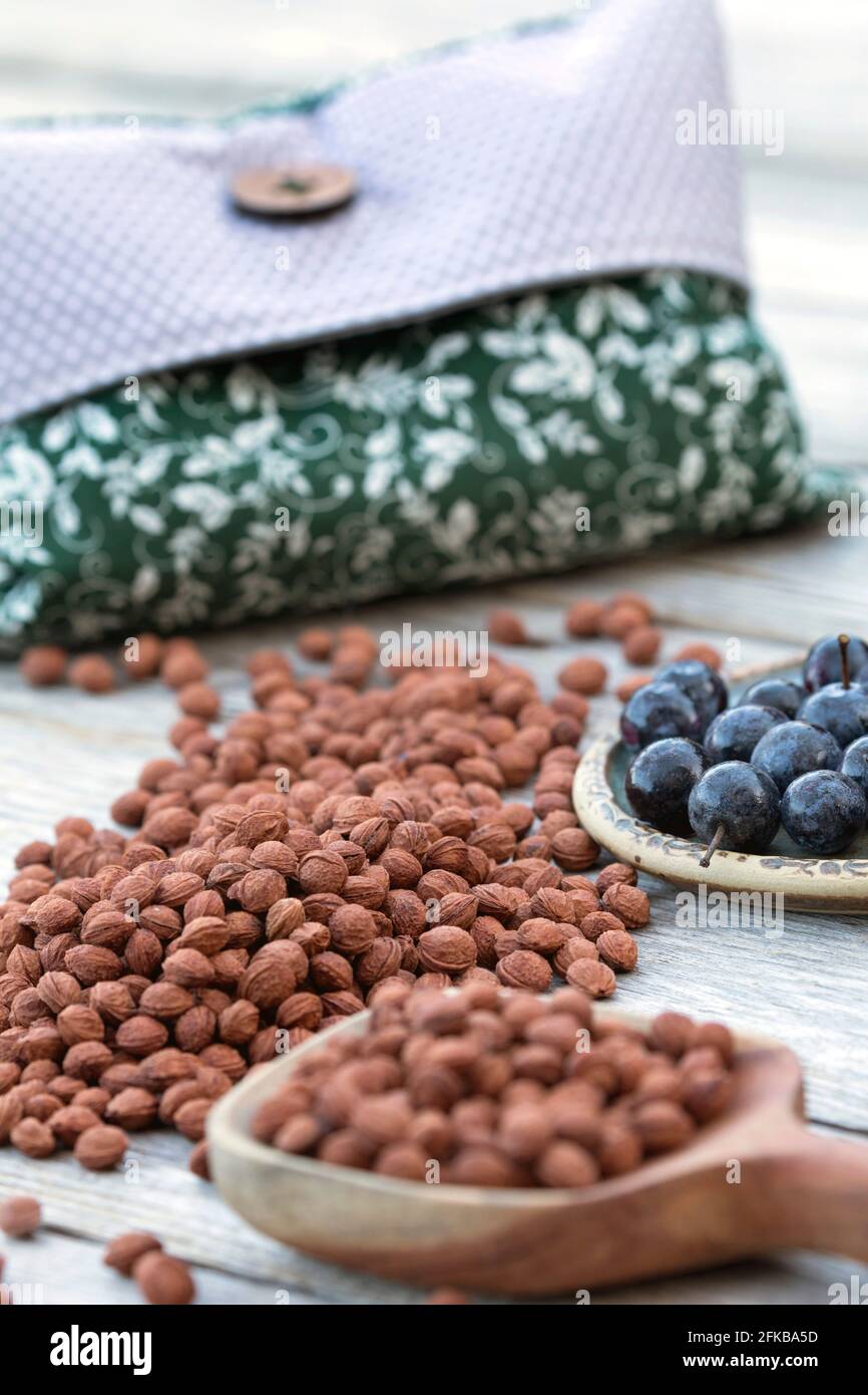 Spine nere, sloe (Prunus spinosa), il cuscino del nocciolo di sloe, i noccioli di sloe sono messi in una custodia del cuscino, e se necessario, questo cuscinetto termico è riscaldato nel forno Foto Stock