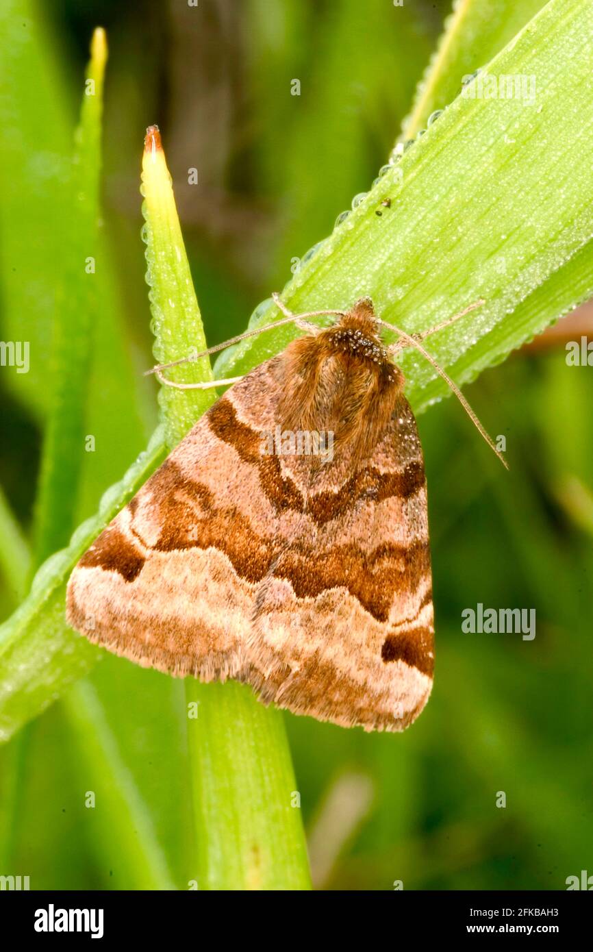 Il compagno burnet (Ectypa glyphica, Euclidia glyphica), seduto a una lancia, vista dorsale, Austria Foto Stock