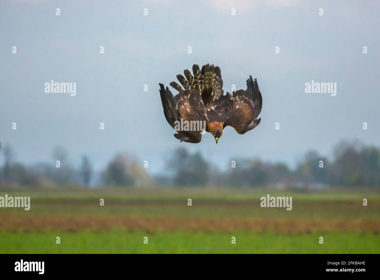 Aquila d'oro (Aquila chrysaetos), con ali attaccate in un nosedive verticale, volo di caccia, Germania, Baviera, Niederbayern, Bassa Baviera Foto Stock