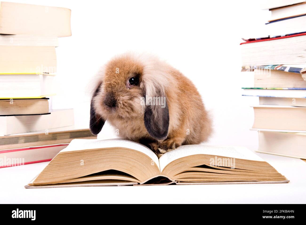Coniglio di Lionhead (Oryctolagus cuniculus F. domestica), coniglio da compagnia con libri Foto Stock