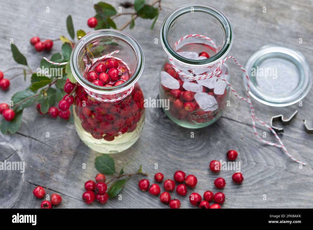Biancospino inglese, biancospino di midland (Crataegus laevigata, Crataegus oxyacantha), produzione di vino biancospino, i frutti sono decapati in vino bianco , Germania Foto Stock