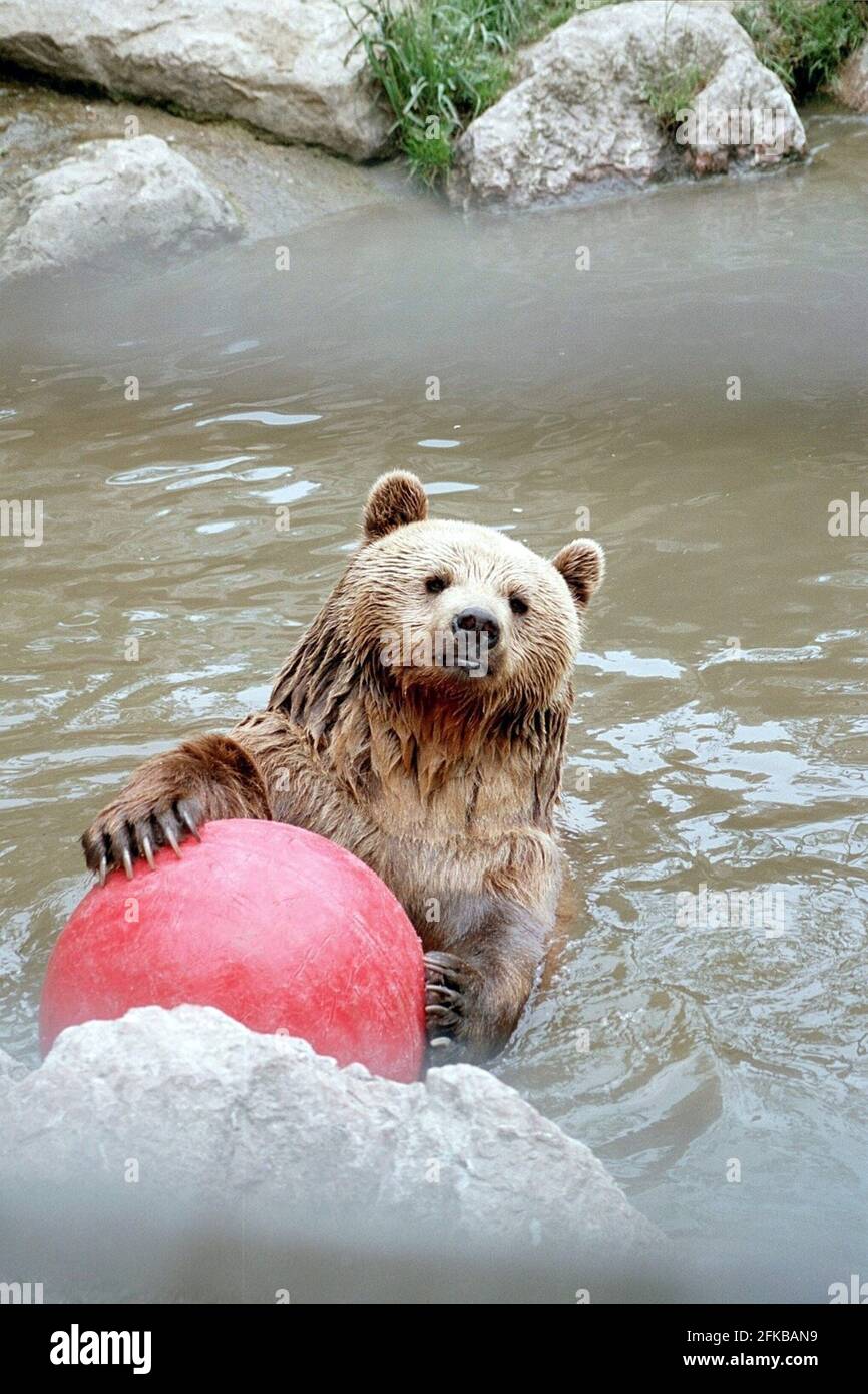 Orso bruno (Ursus arctos), giocando con una grande palla rossa in acqua Foto Stock
