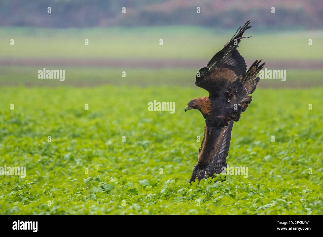 Aquila d'oro (Aquila chrysaetos), volo di caccia in un campo di senape, volo di caccia per lepre bruna, falconeria, Germania, Baviera, Niederbayern, Abbassare Foto Stock