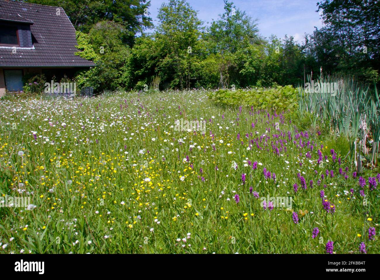 Prato colorato in fiore in un giardino naturale, Germania Foto Stock