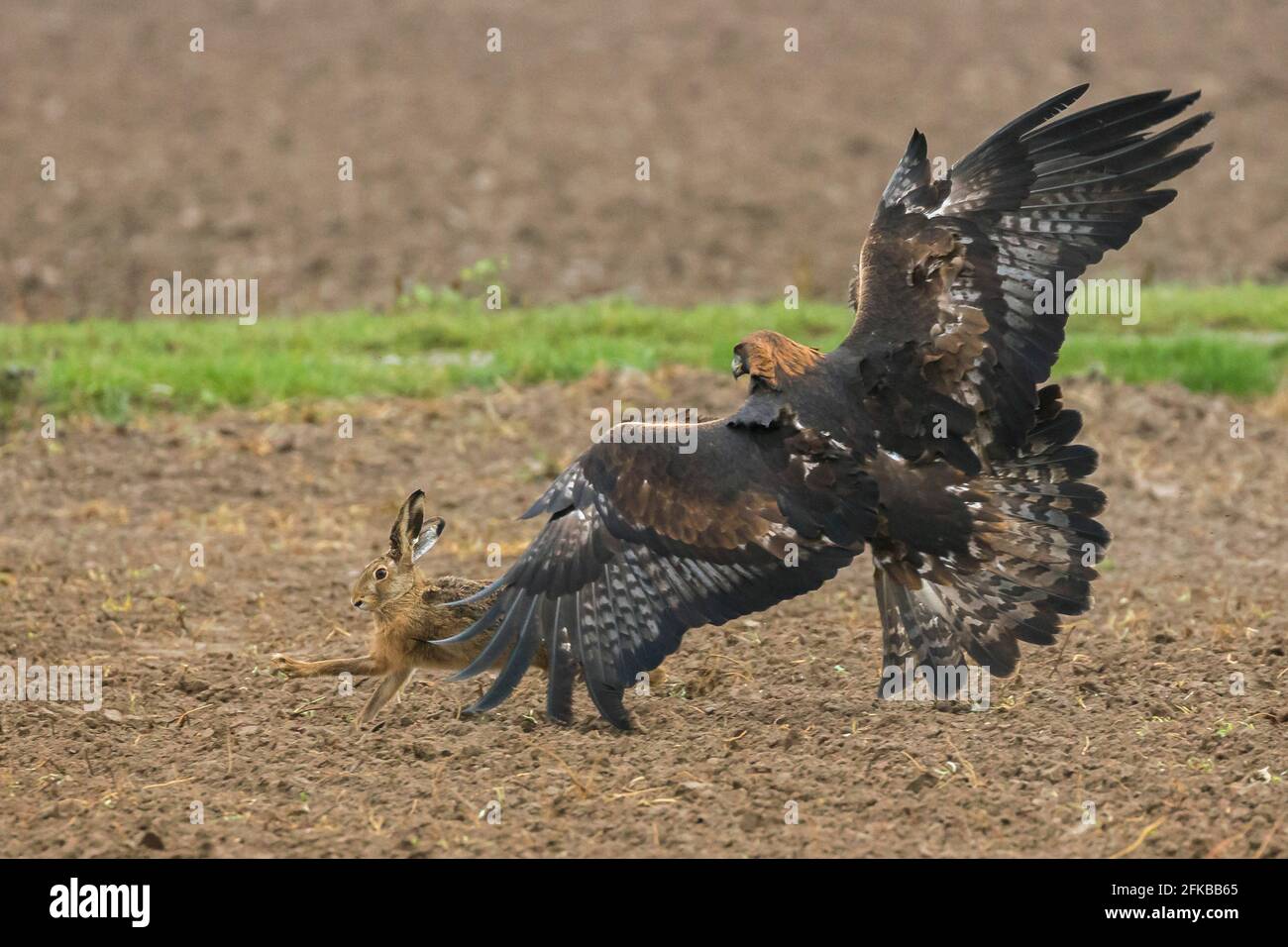 Aquila (Aquila chrysaetos), caccia di lepre bruna, falconeria, Germania, Baviera, Niederbayern, Bassa Baviera Foto Stock