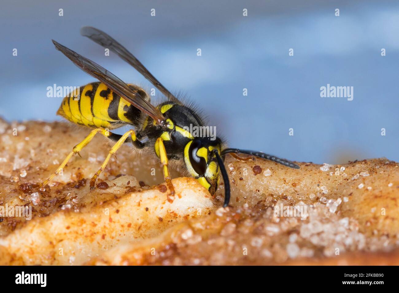 Vespa comune (Vespula vulgaris, Paravespula vulgaris), mangiare da una torta di mele, Germania Foto Stock