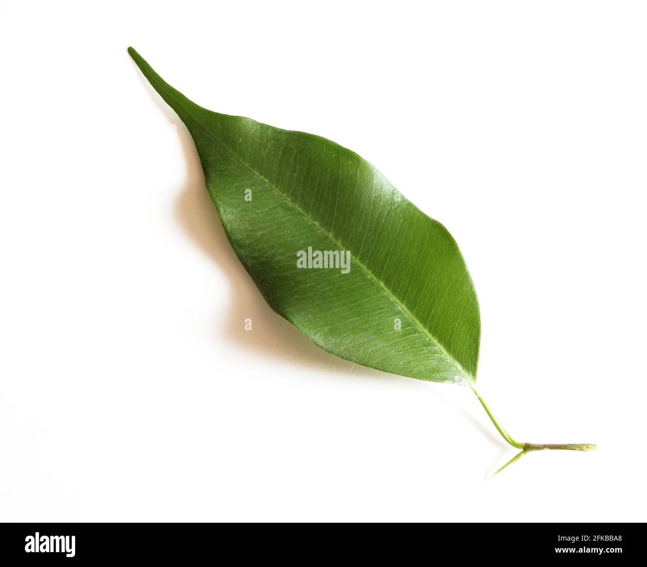 Fico piangente, alloro tropicale (Ficus benjamina, Ficus benjamini), foglia Foto Stock